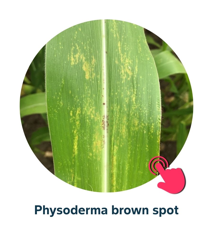 Pest and Diseases library - Corn Diseases