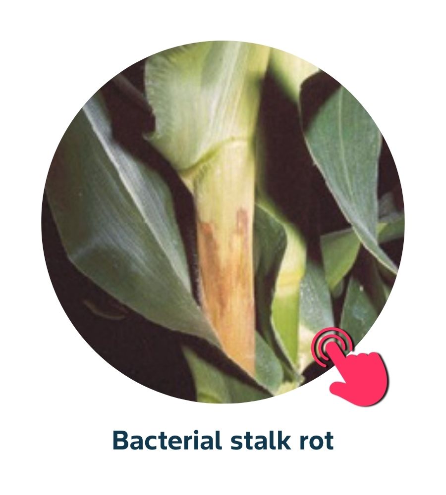 Pest and Diseases library - Corn Diseases (3)