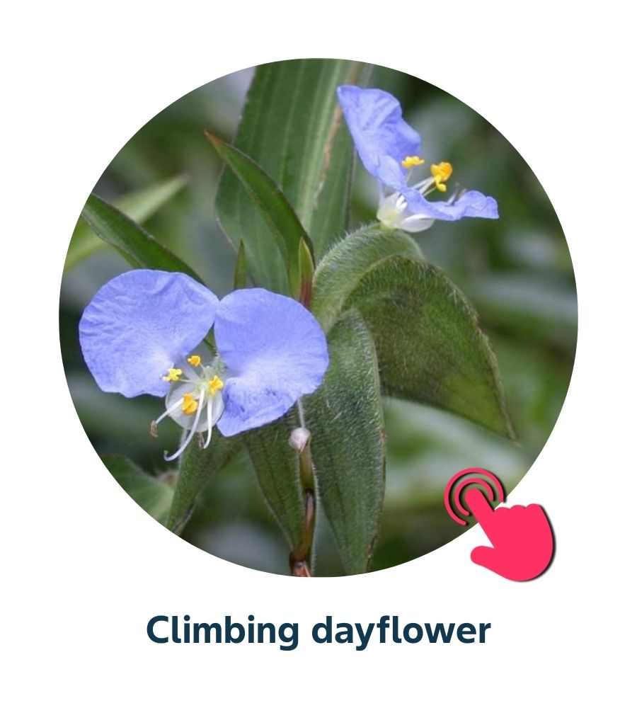 Pest and Diseases library - Corn Weeds (4)