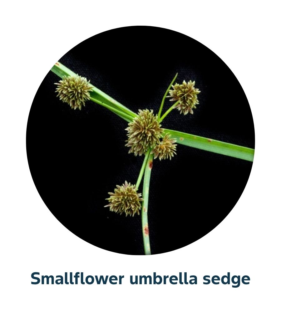 Pest and Diseases library - Weeds (5)