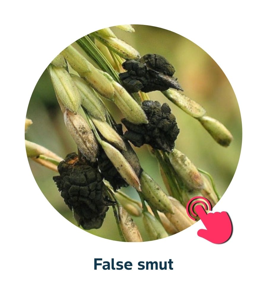 Pest and Diseases library - 17