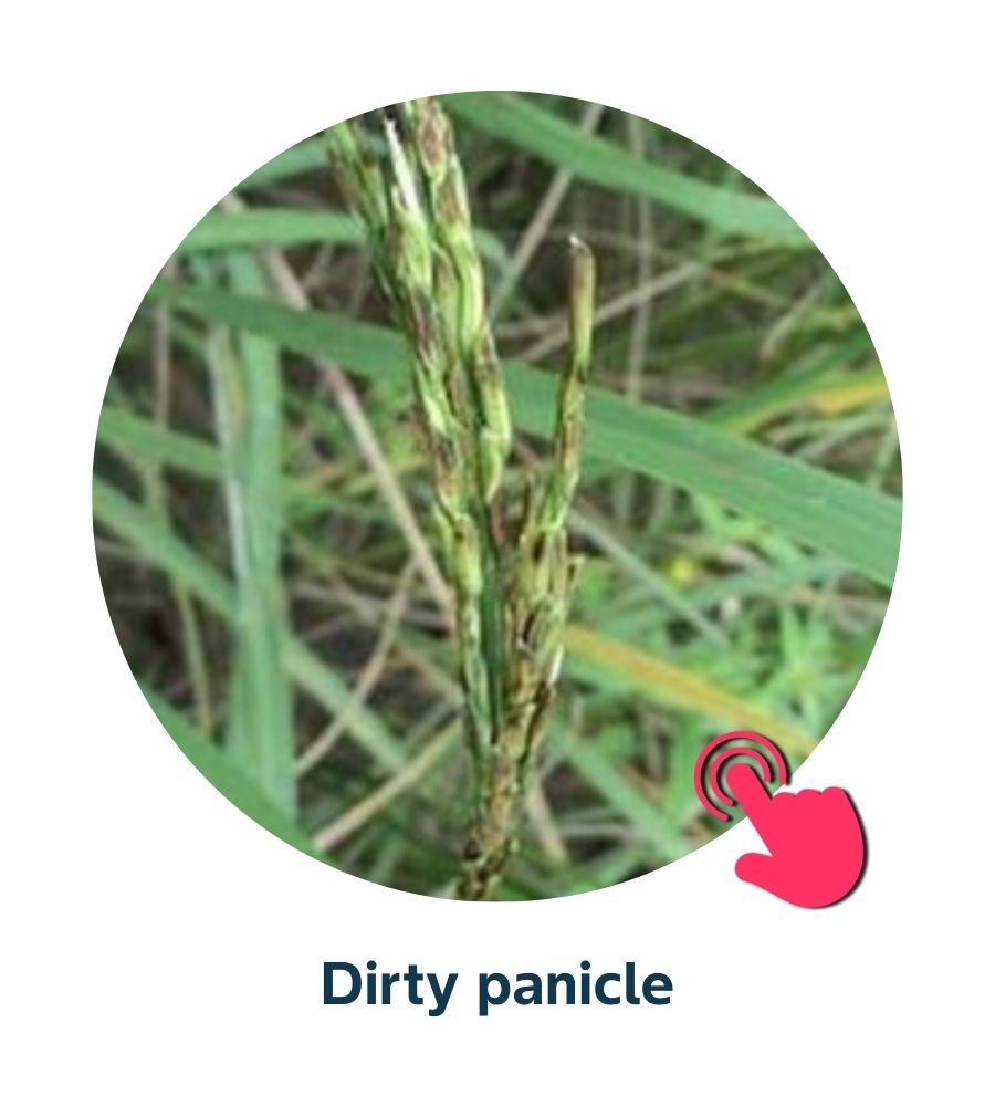 Pest and Diseases library - 16