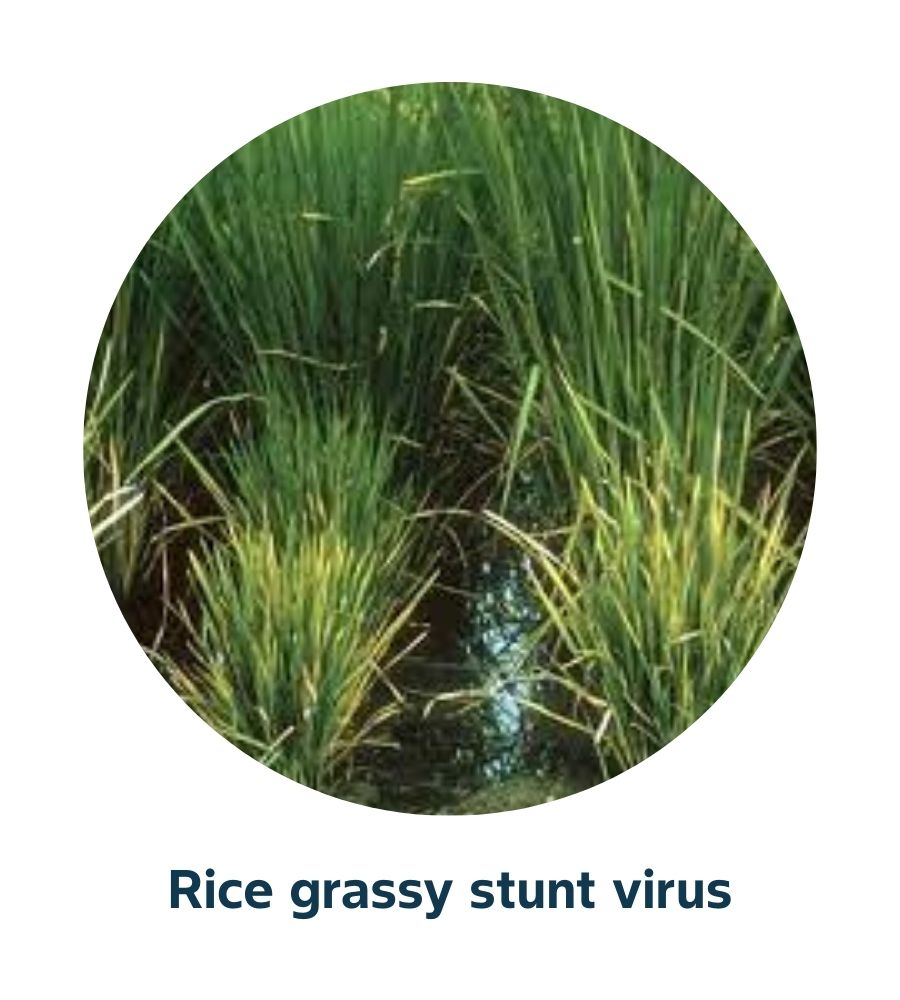 Pest and Diseases library - 19