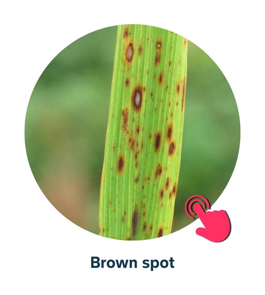 Pest and Diseases library - 15